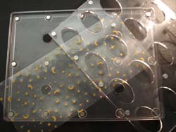 Magnetic Polycarbonate Chocolate Mold 2pc Oval 50mm x 32mm x 5mm High, 16 Cavities (Transfer Sheet Not Included)