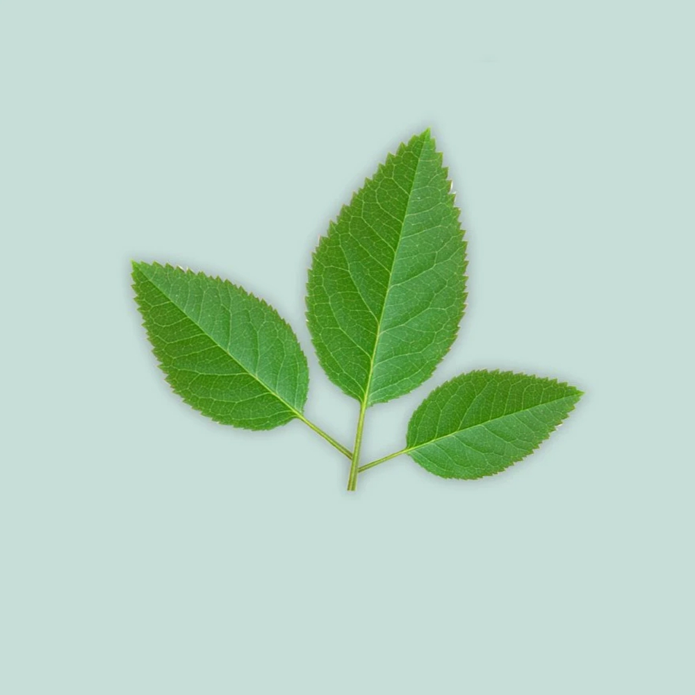 FMM Sugarcraft Rose Leaf Cutter Set. Sizes Approx. 25, 31 & 42mm image 1