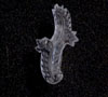 Gumpaste Stamp, Plas