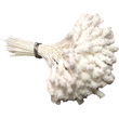 Stamens, Fantasy Whi