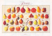 Food Poster Pears (H