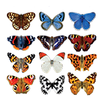 Crystal Candy British Edible Butterflies - Pack of 19