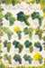 Food Poster Wine Gra