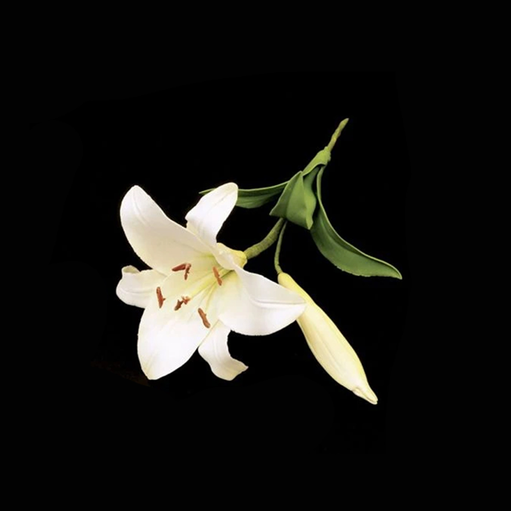 FMM Sugarcraft Exotic Lily Cutter Set Gumpaste Flower Cutters