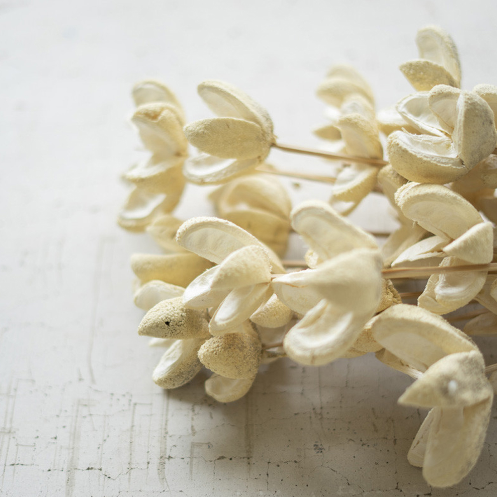 Kalalou Bleached Bullet Flowers on Stems, Bundle of 24 image 2