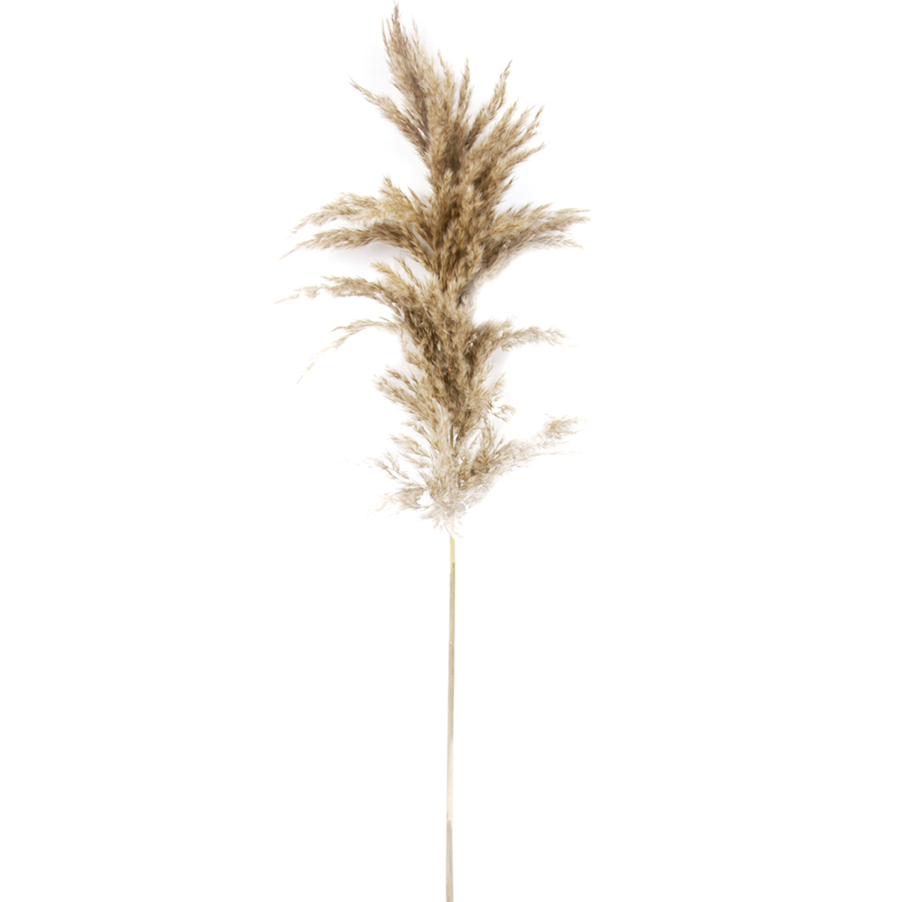 Kalalou Natural Pampass Grass, Bundle of 12 image 1