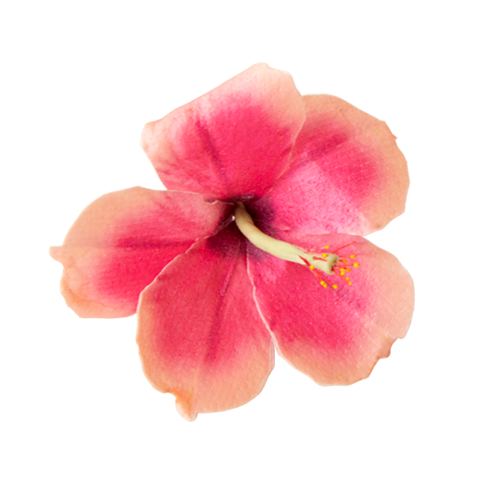 Crystal Candy Coral Hibiscus Edible Flower Kit