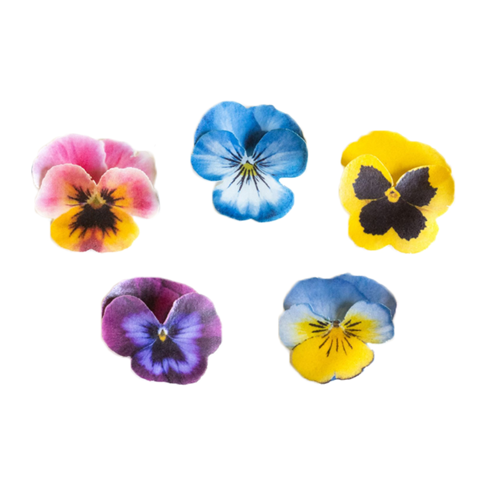 Crystal Candy Make a Pansy Edible Flower Kit - Pack of 25