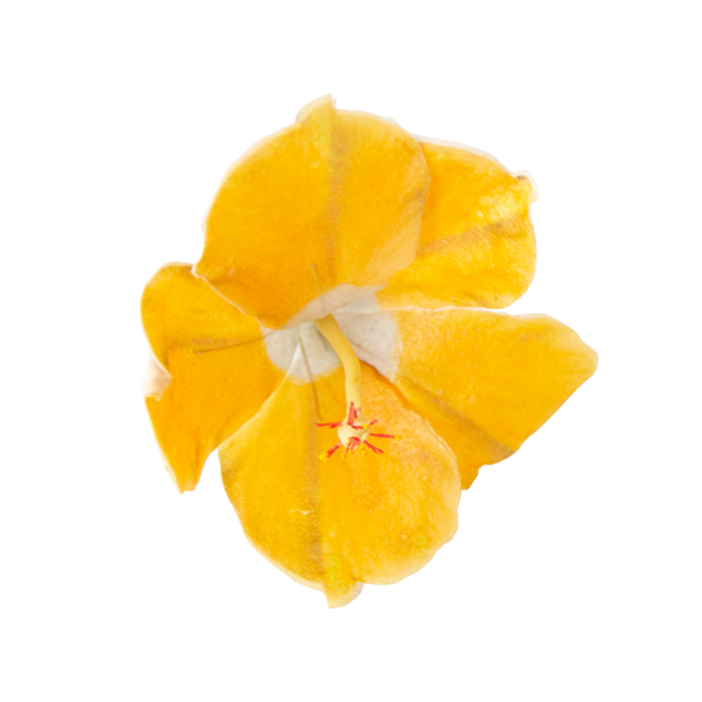 Crystal Candy Yellow Hibiscus Edible Flower Kit