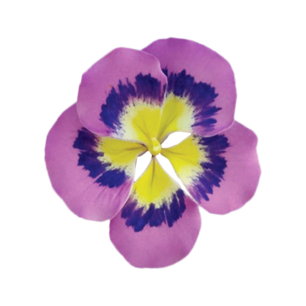 O'Creme Pansy Gumpaste Flowers, Set of 6