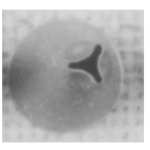 Ateco Pastry Tube, Stainless Steel Seamless Design, # 85