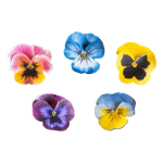 Crystal Candy Make a Pansy Edible Flower Kit - Pack of 25