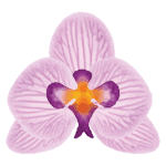 Crystal Candy Pink Orchid Edible Flower Kit - Pack of 9