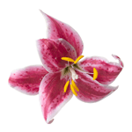 Crystal Candy Pink Tiger Lily Edible Flower Kit