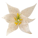 Crystal Candy White Tiger Lily Edible Flower Kit