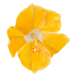 Crystal Candy Yellow Hibiscus Edible Flower Kit