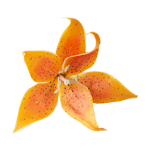 Crystal Candy Yellow Tiger Lily Edible Flower Kit