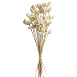 Kalalou Bleached Bullet Flowers on Stems, Bundle of 24