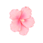 Light Pink Hibiscus Gumpaste Flowers - Set of 3
