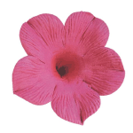 O'Creme Fuchsia Petunia Gumpaste Flowers, Pack of 6