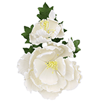 O'Creme Gumpaste Peony White Spray, 9