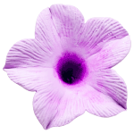 O'Creme Lavender Petunia Gumpaste Flowers, Pack of 6