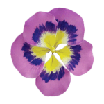 O'Creme Pansy Gumpaste Flowers, Set of 6