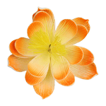 O'creme Peach Waterlily Gumpaste Flowers - Set of 3