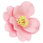 O'Creme Pink Belgian Bloom Gumpaste Flowers - Set of 3