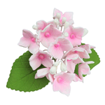 O'Creme Pink Hydrangea Spray Gumpaste Flowers - Set of 3
