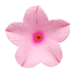 O'Creme Pink Petunia Gumpaste Flowers, Pack of 6