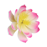 O'Creme Pink Waterlily Gumpaste Flowers - Set of 3