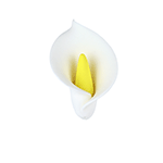 Medium White and Yellow Calla Lilly Gumpaste Flowers - Set of 6