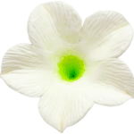 O'Creme White Petunia Gumpaste Flowers, Pack of 6