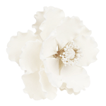 O'Creme White Poppy (Anemone) Gumpaste Flowers - Set of 3