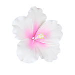 White with Pink Spray Hibiscus Gumpaste Flowers - Set of 3